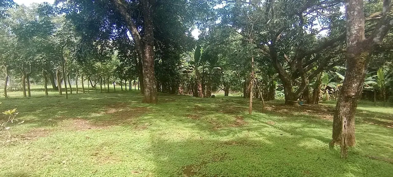 Land for Sale in Orotina