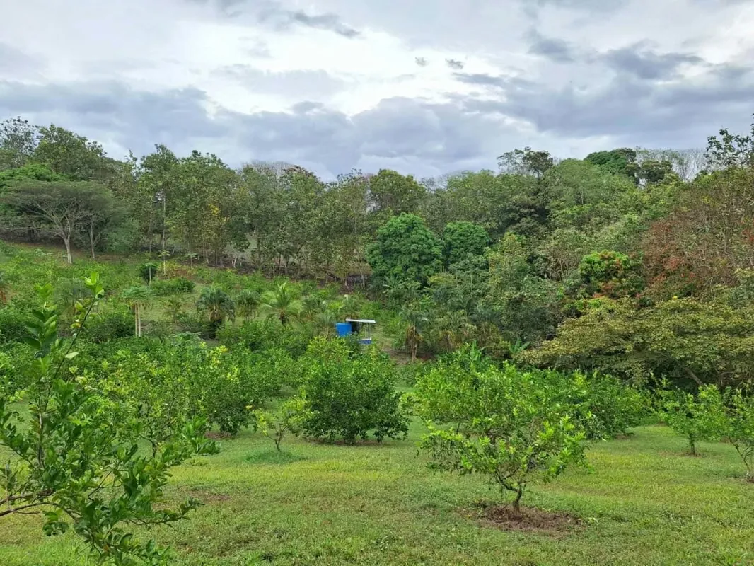 Farm for Sale in Tárcoles, Pungtarenas — photo 5