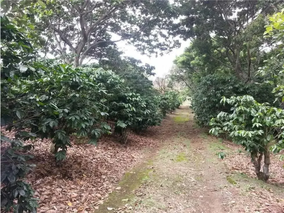 Venta de Terreno para Desarrollos Industriales, Santa Rosa de Santo Domingo de Heredia