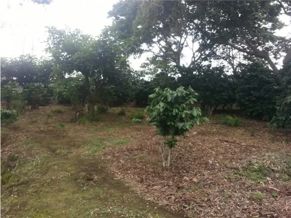 Venta de Terreno para Desarrollos Industriales, Santa Rosa de Santo Domingo de Heredia — photo 5