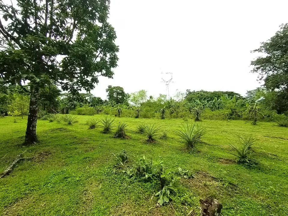 En esta joya natural podrá disfrutar de la visita de variedad de especies de pájaros, monos y otros ...