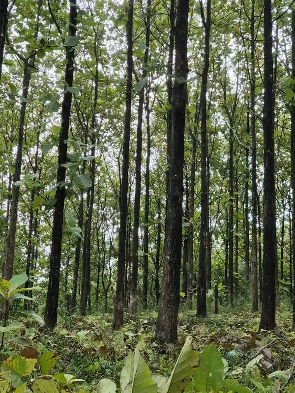 Prime Teak Farm for Sale – 75 Hectares in La Cruz — photo 2