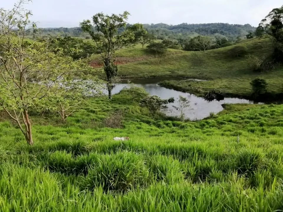 Si estás buscando una propiedad ideal para el desarrollo ganadero, esta finca es una verdadera joya natural.