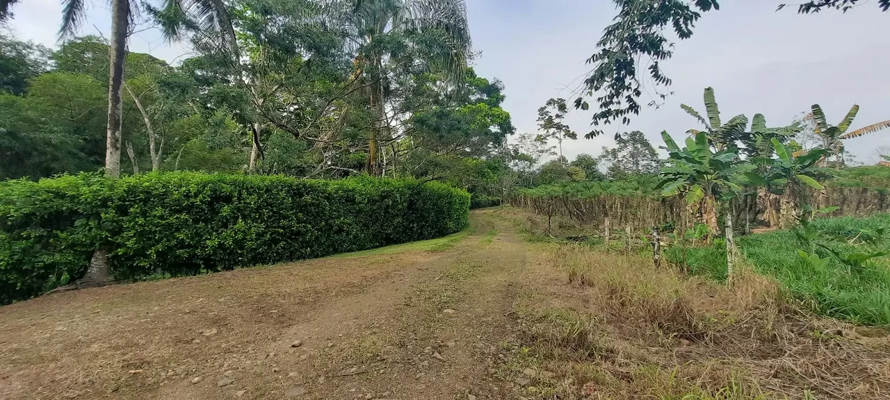La zona de Santa Rita se distingue por ser zona rural rica en producción, avícola, ganadera y piñera.