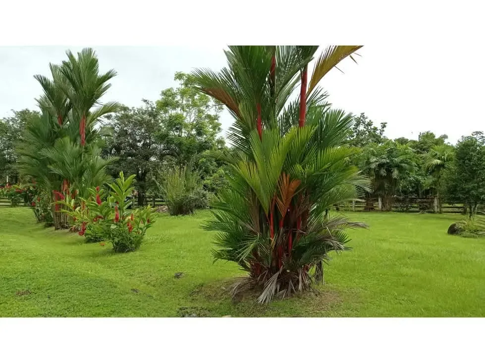 Lotes en venta Sarapiqui, Heredia 5PIV8996099