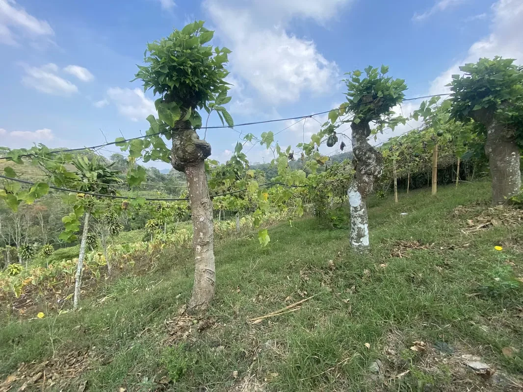 A solo minutos de la ciudad de San Ramón, se encuentra este terreno ideal para cualquier tipo de cultivo o proyecto, gracias a su topografía variada y la pequeña quebrada que cruza ...