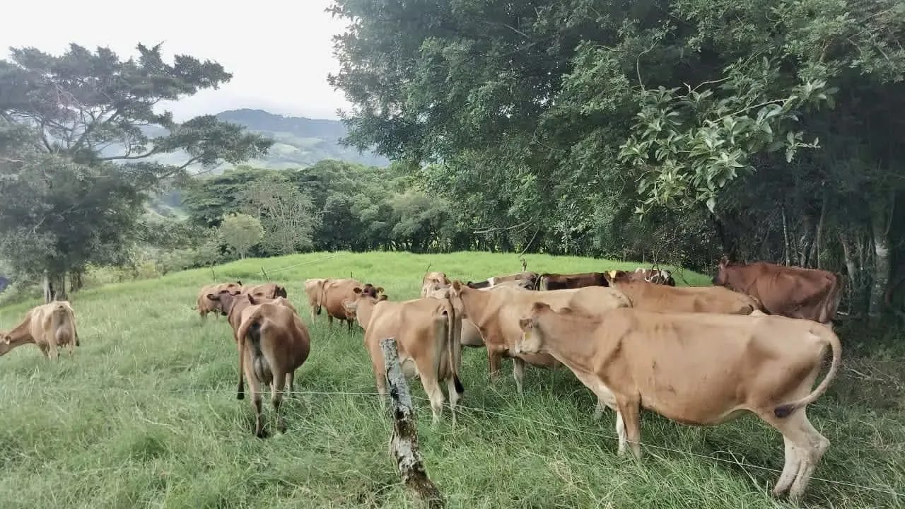 VENTA FINCA TILARAN PARA TURISMO AGRARIO LECHERIA