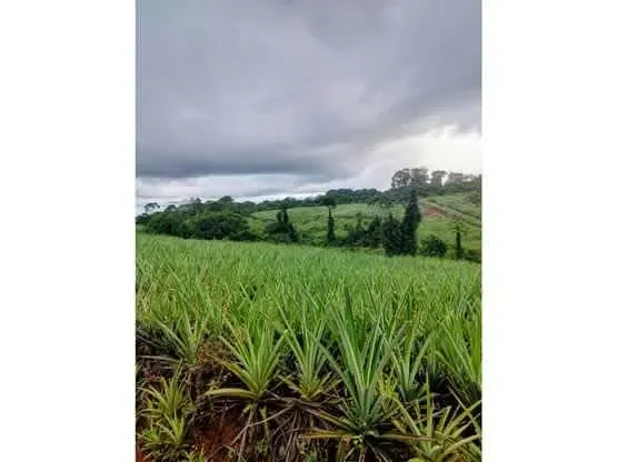 FARM FOR SALE, HEREDIA, SARAPIQUI, GOLFITO, LA CUREÑA