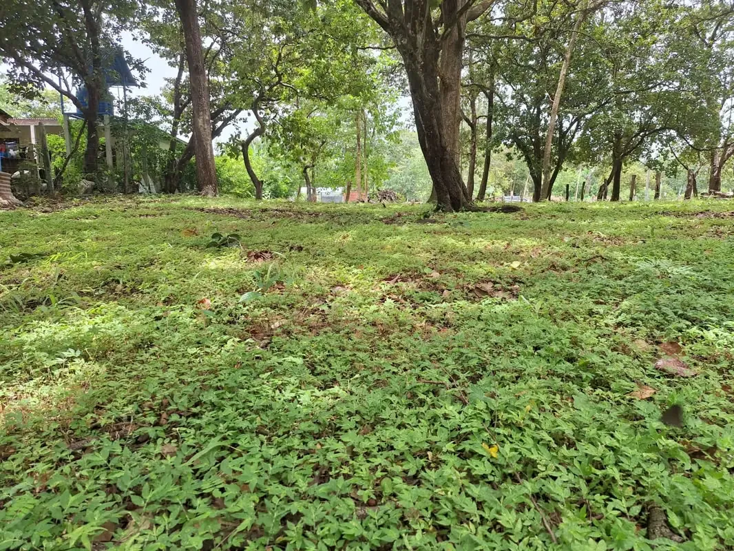 LAND FOR SALE – COSTA RICA, GUANACASTE, LIBERIA
