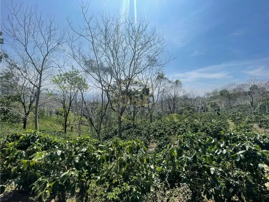 Coffee Plantation for Sale in Atenas