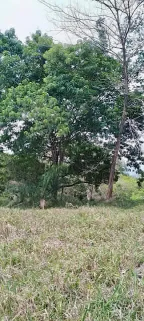 Lot for sale Orotina Baron 16.300 sq mts 4 acres — photo 5
