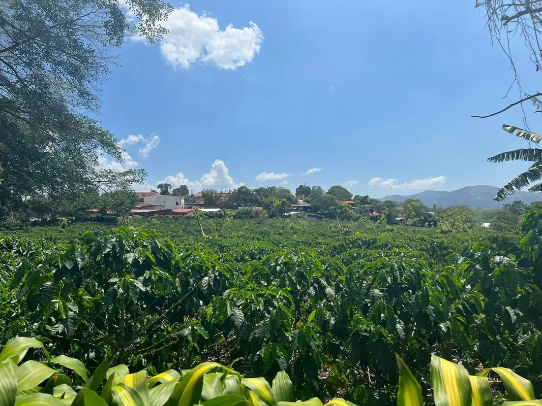 COFFEE PRODUCING PROPERTY FOR SALE – 130 HECTARES