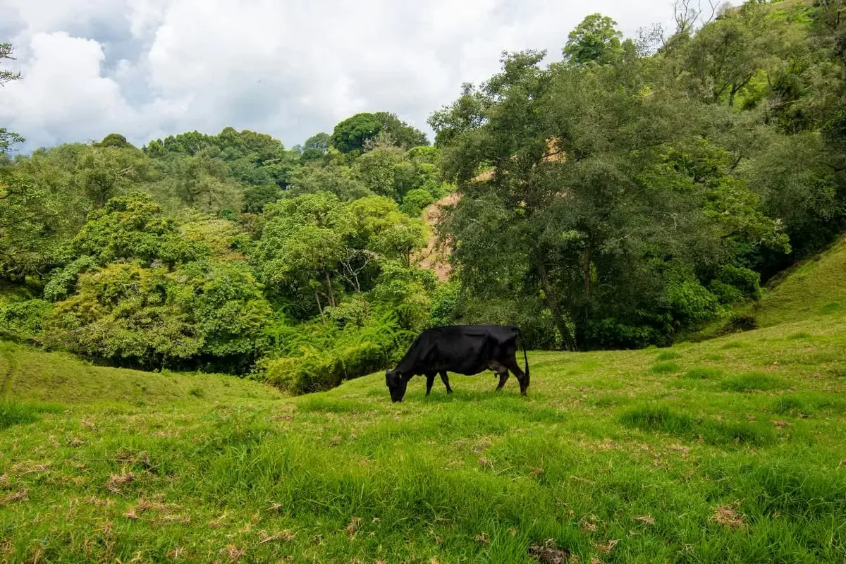 FARM FOR SALE, CARTAGO, CARTAGO, LLANO GRANDE