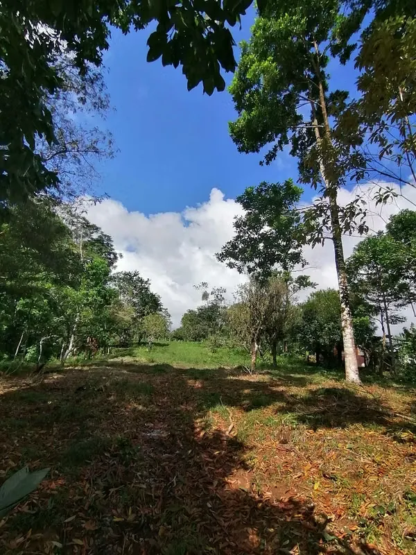 FINCA EN VENTA. 7,8 HECT. PLANA. RIO. DOS RIOS UPALA