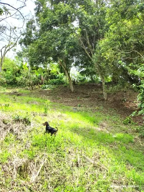 Se vende finca  San Ramon San Pedro