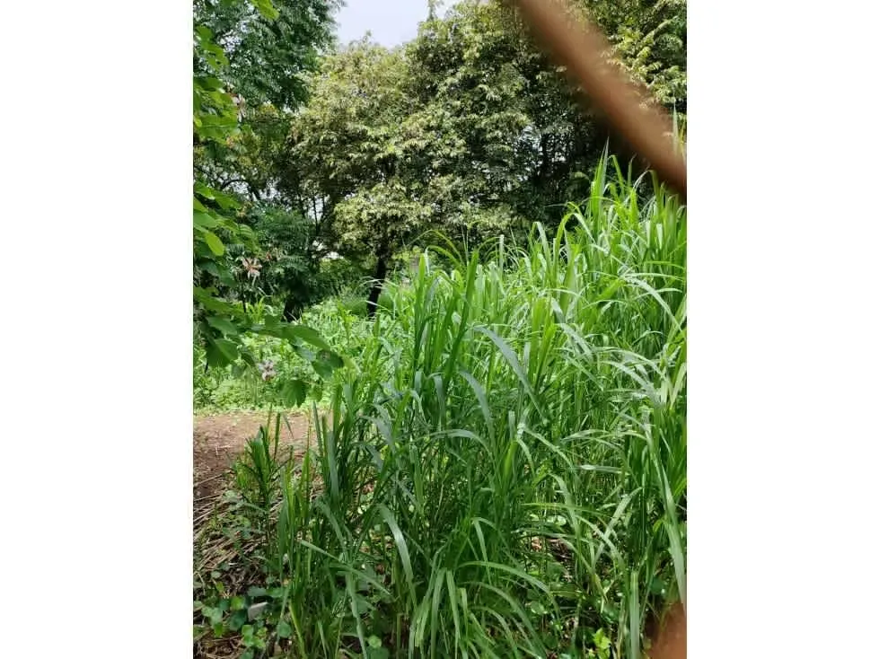 Oportunidad Venta de lote en los Laureles Escazu