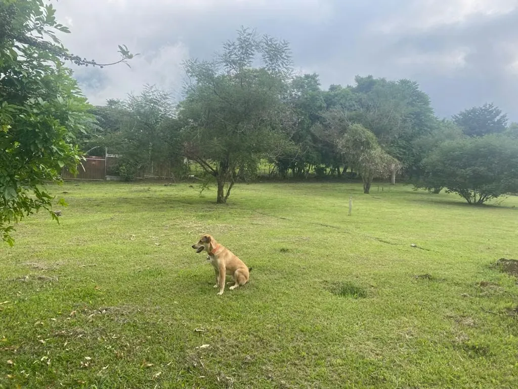 Descubra la oportunidad de construir la casa de sus sueños en un entorno natural y exclusivo. Este terreno de 2,240 m² se encuentra en una de las zonas más serenas y codiciadas de ... — photo 5