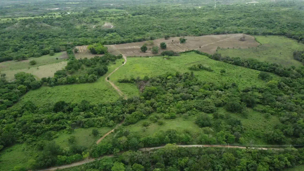25 ha de bosque primario con árboles maderables.