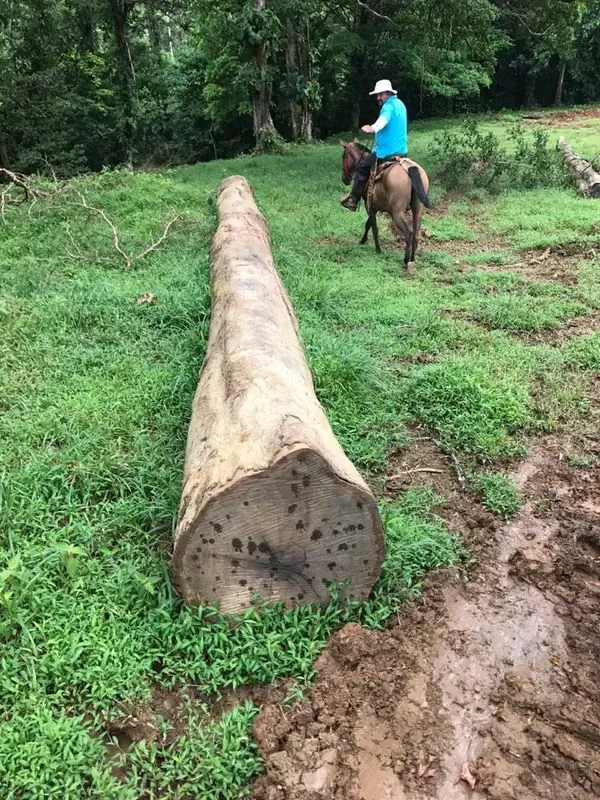La propiedad es conocida por ser santuario de las Lapas Verdes debido a los árboles de Almendro Amarillo que hay ...