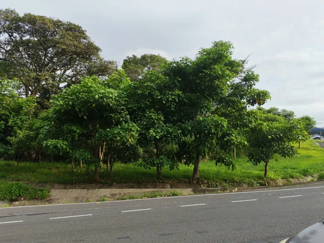 Land for sale in Barreal de Heredia