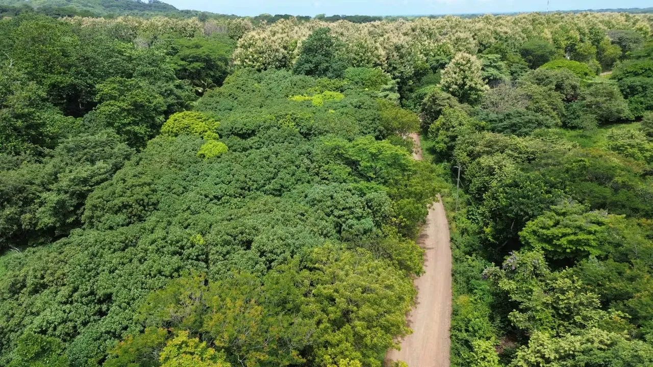 Pinilla Developers' Dream Farm: A Premier Real Estate Opportunity