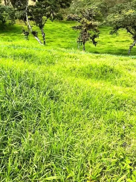 For sale farm Naranjo Central Valley CR Eight hundred thous. dollars — photo 3