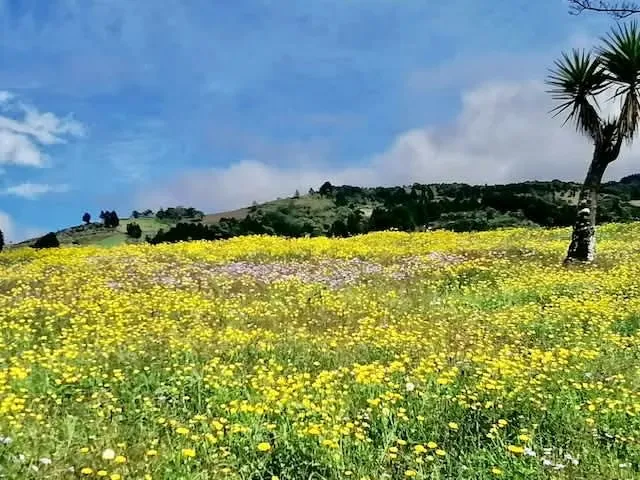 For sale farm Naranjo Central Valley CR Eight hundred thous. dollars — photo 4