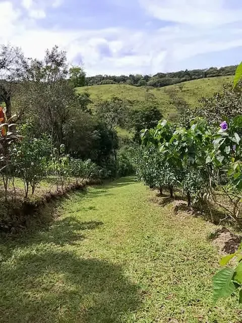 Venta finca San Ramon GANGA 30 millones colones