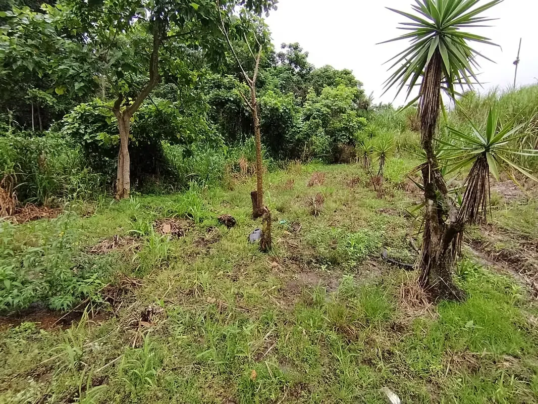 ¿Buscas una propiedad con excelente ubicación y potencial productivo? Esta finca de 4 hectáreas ubicada en Pavones de Turrialba es justo ...