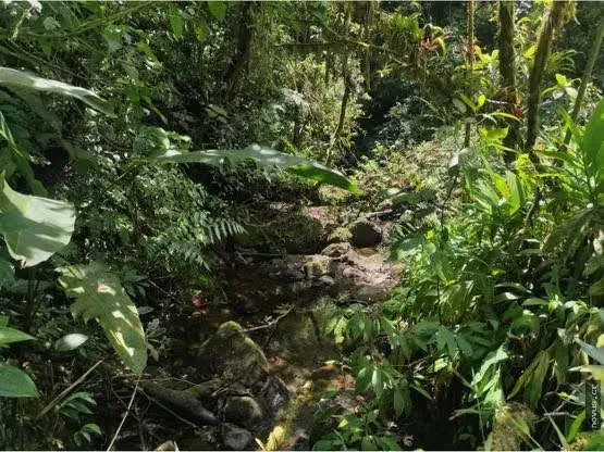 Bosque en Moravia para una sola casa