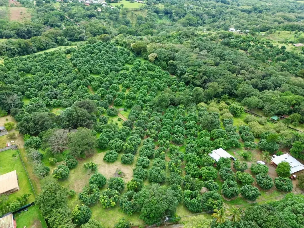  Finca en Venta en Orotina – Ideal para Desarrollo Inmobiliario