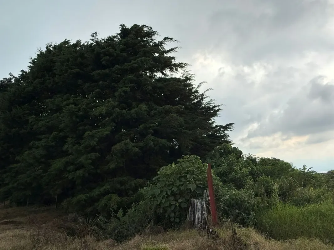 DESCRIPCIÓN GENERAL: lote rodeado de naturaleza y con un entorno de total ... — photo 2