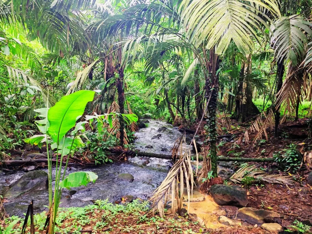 Farm with Natural Hot Springs for Sale – El Gavilán, Upala — photo 4
