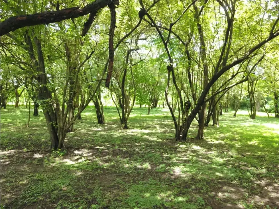 Descubre este hermoso lote de 5.000 metros cuadrados, ubicado en una de las zonas de ...