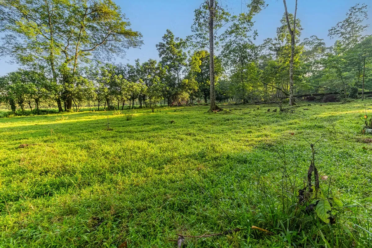 Venta de finca en la Colonia Guápiles
