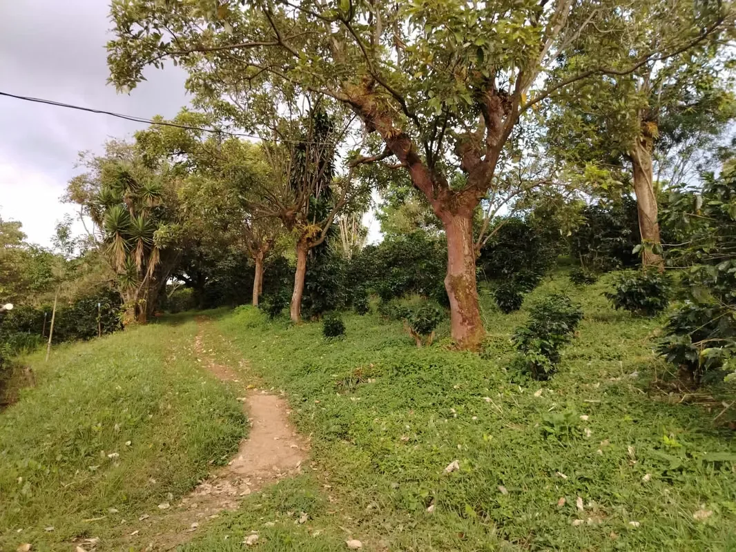 TERRENO EN VENTA CON VISTA A LA MONTAÑA, SARCHI