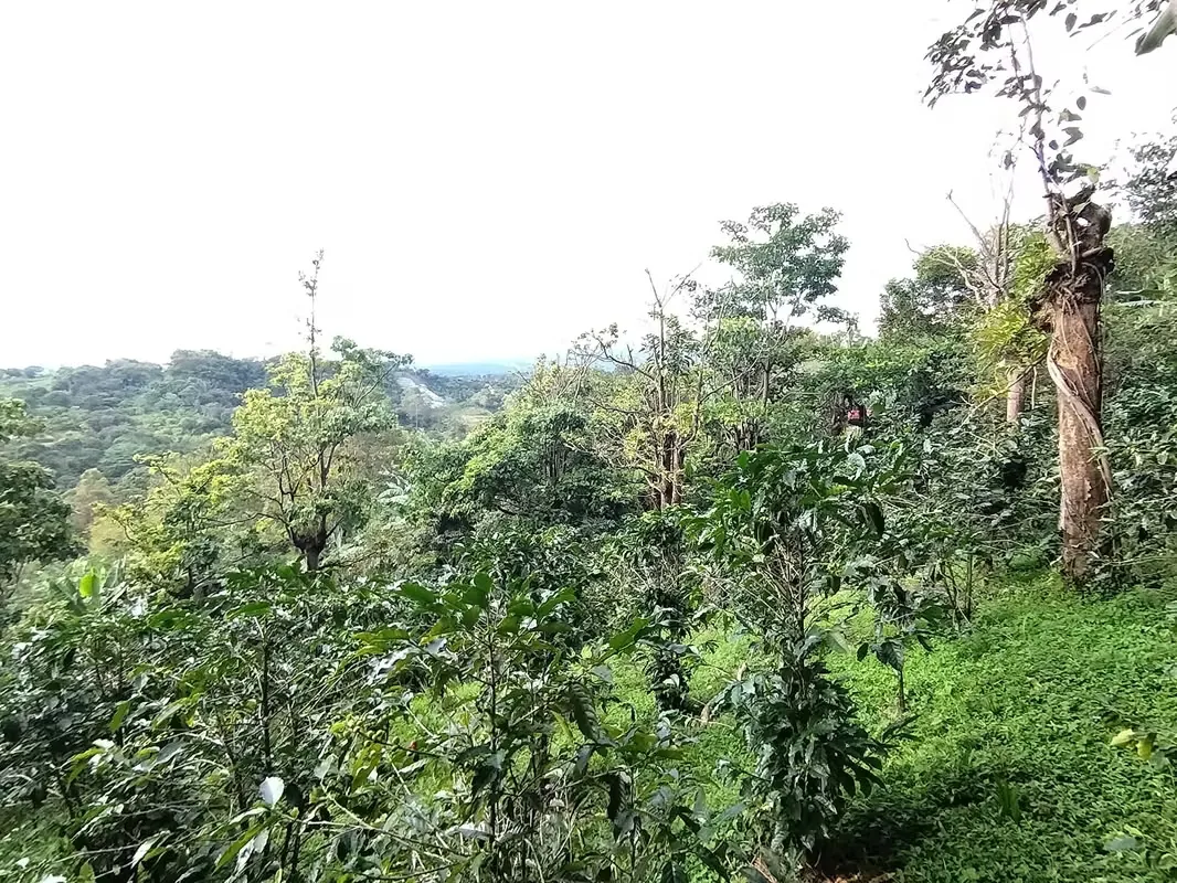 TERRENO EN VENTA CON VISTA A LA MONTAÑA, SARCHI — photo 2