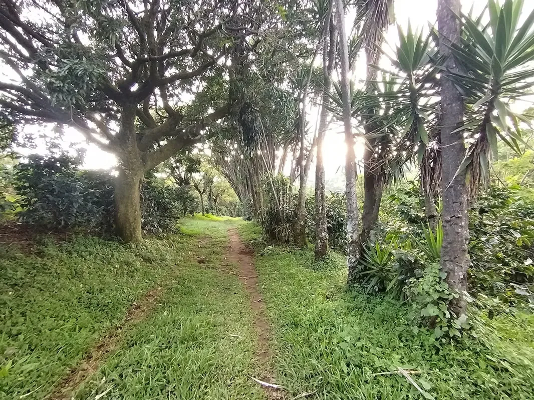 TERRENO EN VENTA CON VISTA A LA MONTAÑA, SARCHI — photo 3