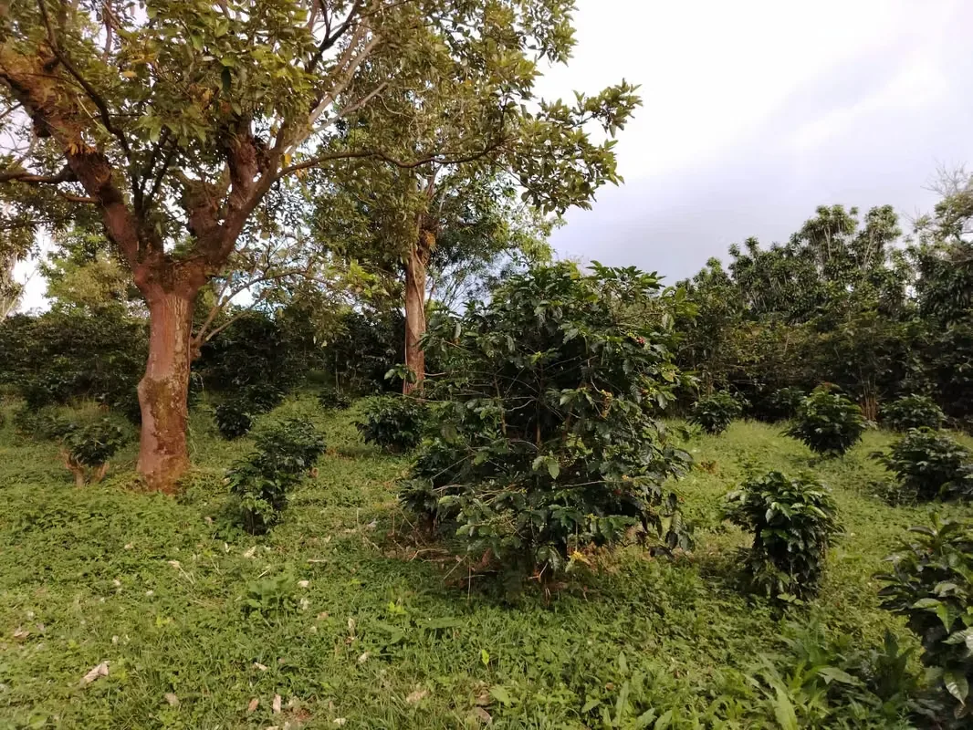 TERRENO EN VENTA CON VISTA A LA MONTAÑA, SARCHI — photo 4