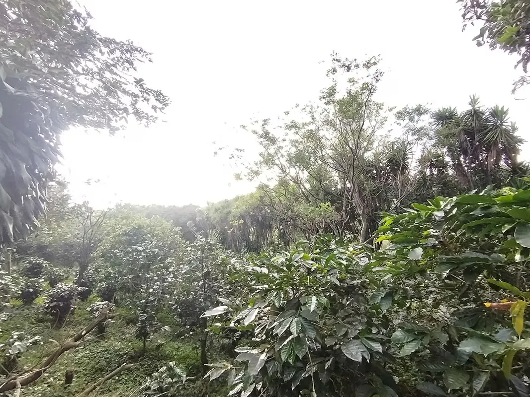 TERRENO EN VENTA CON VISTA A LA MONTAÑA, SARCHI — photo 5
