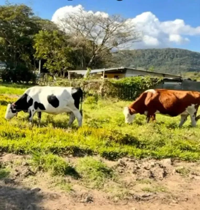 Finca lechera en producción Guayabo Bagaces, Guanacaste