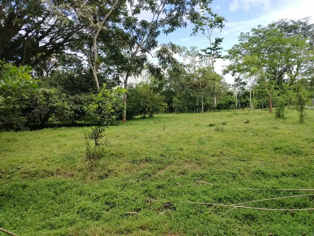QUINTAS EN VENTA EN RÍO FRÍO,SARAPIQUI, VIVE EN ARMONÍA CON LA NATURALEZA!