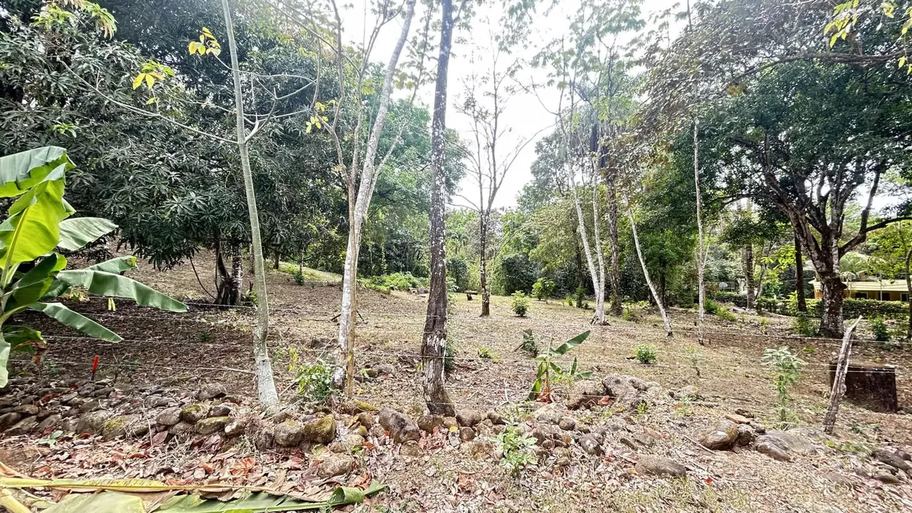 Rodeado de exuberante vegetación, árboles frutales y fauna local, este lote ofrece un ... — photo 2