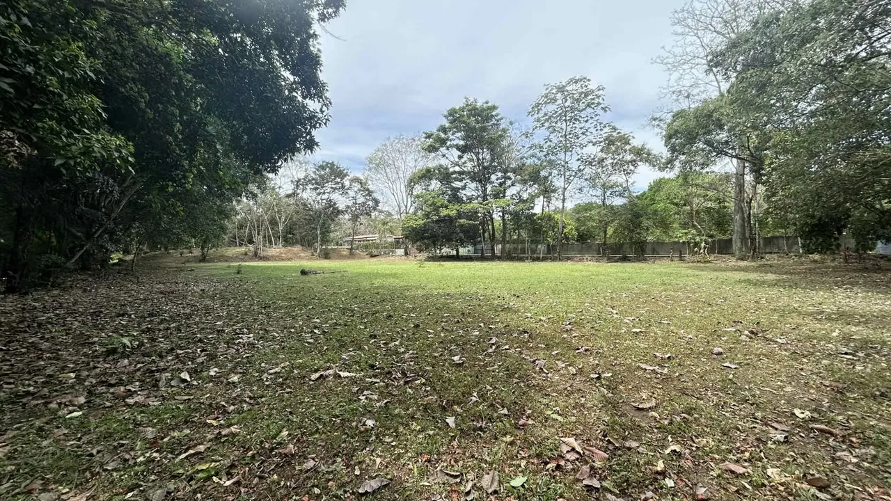 Rodeado de exuberante vegetación, árboles frutales y fauna local, este lote ofrece un ... — photo 3