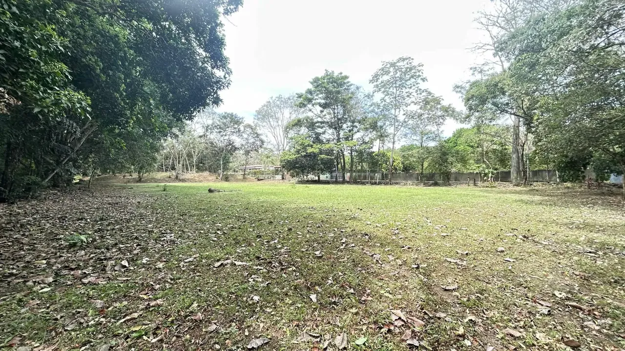 Rodeado de exuberante vegetación, árboles frutales y fauna local, este lote ofrece un ... — photo 4
