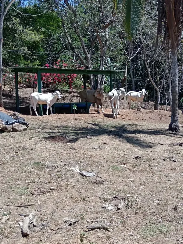 Finca en Turrucarres, Alajuela