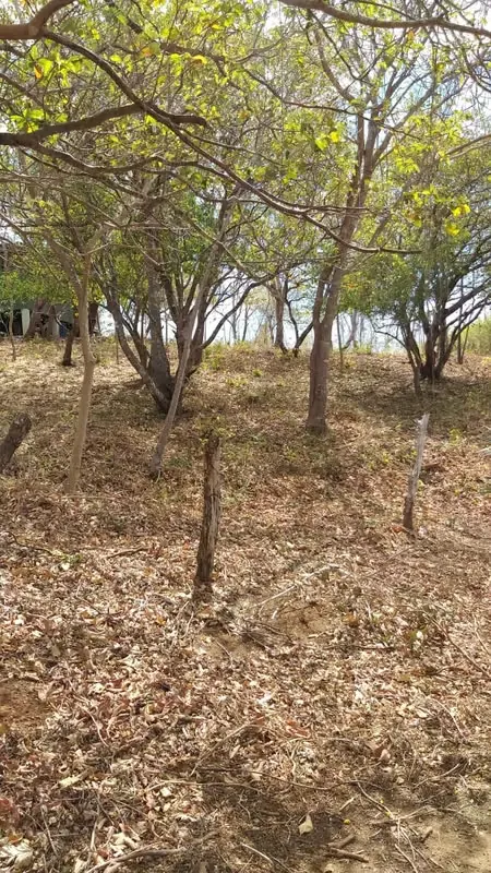 Único, precioso Lote, a 10 minutos del punto de surf de la conocida Playa Negra subiendo hacia la montaña en un entorno de pura naturaleza protegida, con casas en ambos lados.