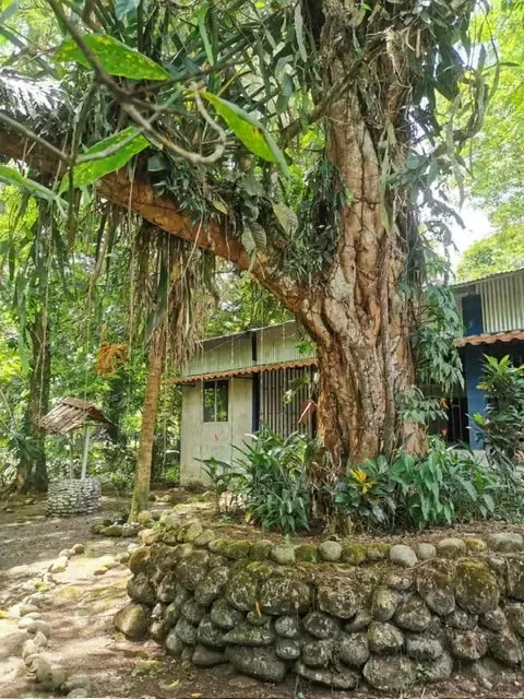 For sale in Sarapiqui beautiful Farm — photo 2