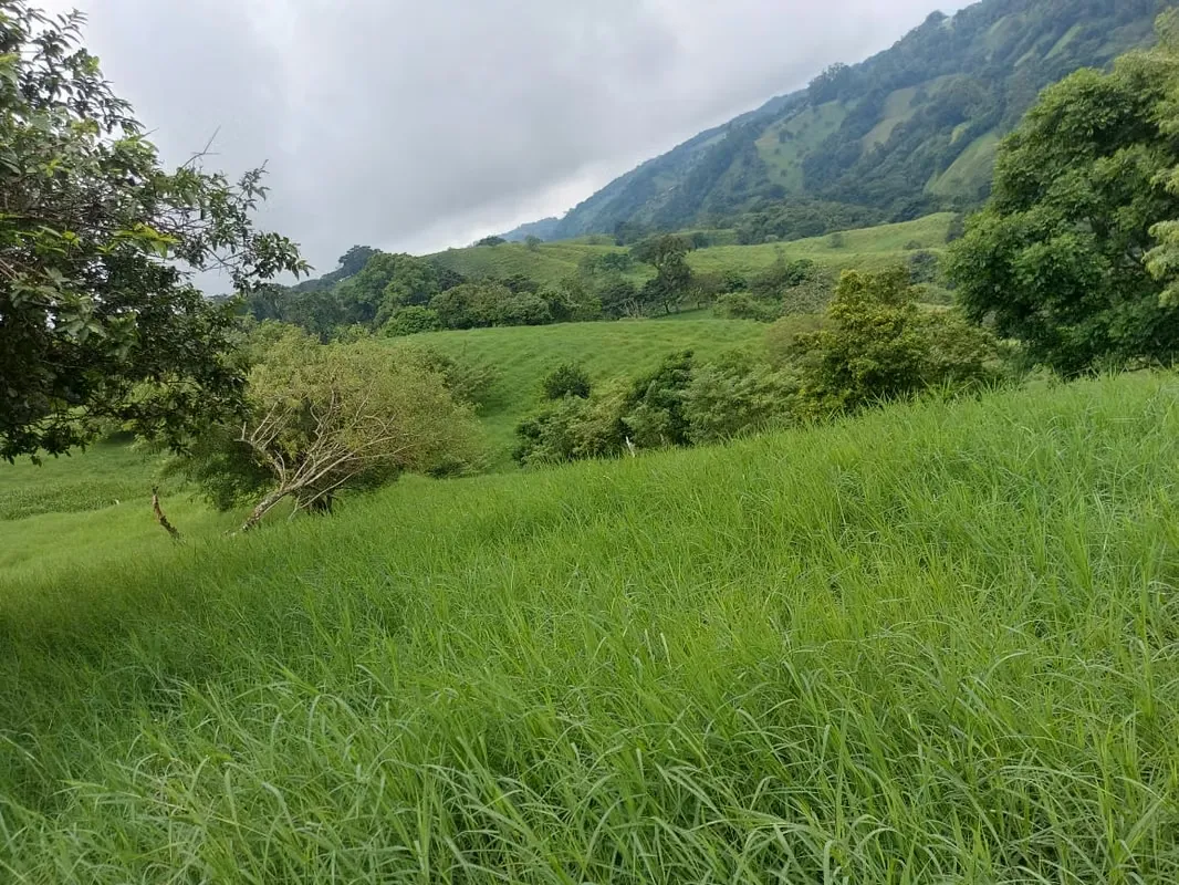 La finca está ubicada en carretera que comunica a Tilarán con Cabeceras y cuenta con las ...