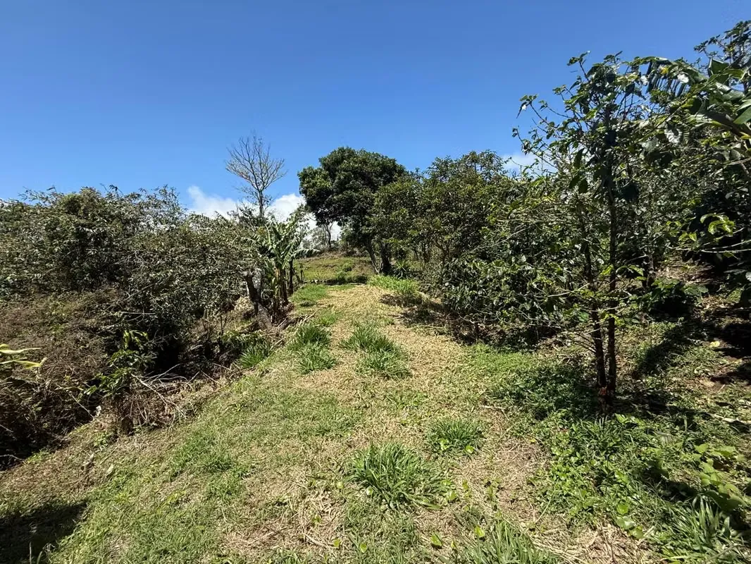 Beautiful lot for sale just 6 kilometers from downtown Santa Elena de Monteverde